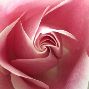 Meet your Posher, Leigh